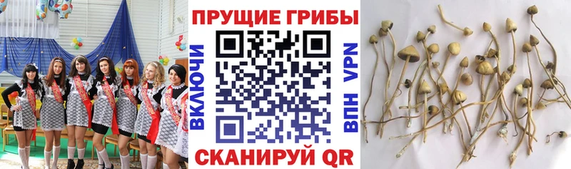 Галлюциногенные грибы Magic Shrooms  Котово 